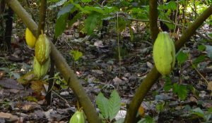 Cacao resistente a enfermedades