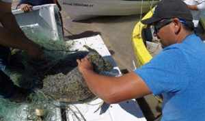 La PROFEPA rescata Tortuga Marina atrapada en red de pesca y la reintegra a su hábitat en BCS
