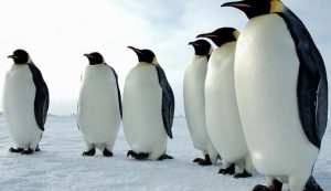 Día Mundial del Pingüino, carismática especie en peligro de extinción