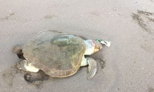 Encuentran dos tortugas muertas en playas de Coatzacoalcos