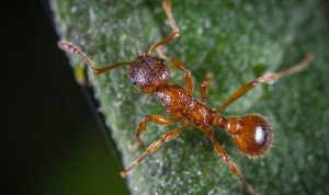 El papel ecológico de las hormigas, de relevancia para la biodiversidad