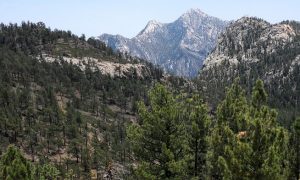 Parque Nacional Sierra de San Pedro Mártir, región con importantes reservas forestales de bosque