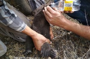 En medio de incendio forestal, rescata PROFEPA a cría de Oso Negro en Chihuahua