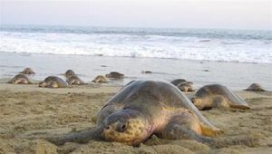 Se destinan 30 hectáreas de playa para la conservación de la tortuga marina en Oaxaca