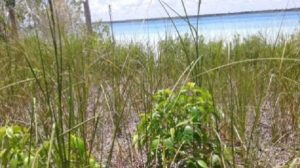Inspecciona PROFEPA actividades de remoción de vegetación de humedal lagunar en Bacalar, Quintana Roo