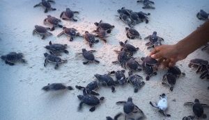 Campeche, ejemplo en el cuidado de tortugas