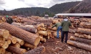 Combate PROFEPA tala clandestina para evitar impunidad en el tráfico de madera