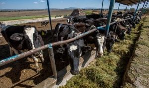 Crece la producción de leche en México: SAGARPA