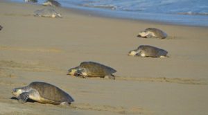 Día Internacional de la tortuga marina