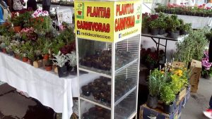 Plantas carnívoras en el último día de la Feria Consume Local «Flores de la Ciudad»