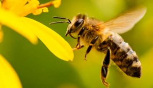 Las abejas y su aportación a la agricultura