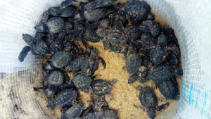 Nacen primeras crías de Tortuga Lora de 2018 en Tamaulipas