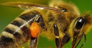 Las abejas contribuyen a salvaguardar la biodiversidad