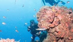 Se busca que Arrecifes de Los Tuxtlas sea Área Natural Protegida