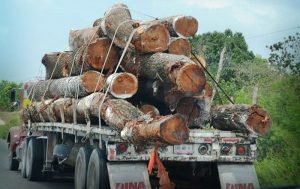 Asegura PROFEPA madera en rollo en Hopelchén