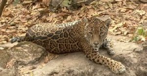 Aumenta la población de jaguar en México