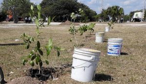 Impulsan cultura de reforestación de Benito Juárez