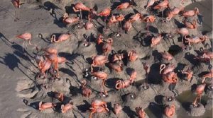 Nacen los primeros polluelos de flamenco rosado de 2018 en Ría Lagartos