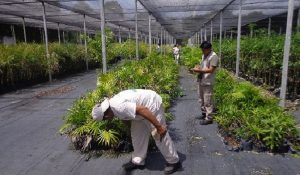 Verifica PROFEPA vivero que vende ejemplares de flora silvestre nacional en Akumal, Quintana Roo
