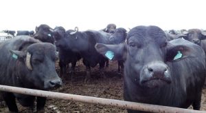 Productos ganaderos fuera de lo común,  la carne y leche de búfalo tiene un alto valor nutrimental