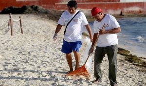 Casi dos toneladas de sargazo retirado de las playas en Cancún