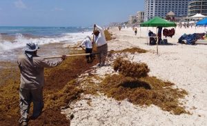 Ayuntamiento recolecta casi 3 toneladas de sargazo en playas de Cancún