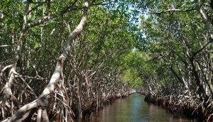 Día Internacional de la Protección del Ecosistema de Manglar