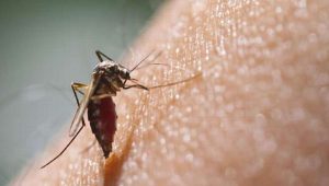 Emiten recomendaciones para prevenir Dengue, Zika y Chikungunya