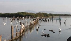 Marismas, zona de descanso y alimentación de miles de aves residentes y migratorias