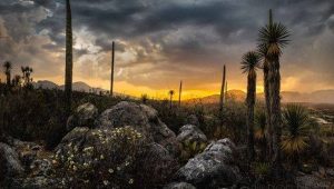 Se suma Tehuacán-Cuicatlán a la lista de Patrimonio Mundial de la Humanidad