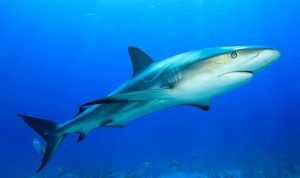 Impulsa PROFEPA proyecto para proteger al tiburón