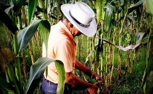 Busca SAGARPA sembrar 11 mil hectáreas de maíz con programa de vida en Campeche