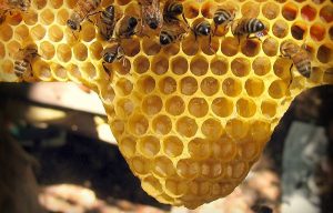Mueren millones de abejas en Quintana Roo
