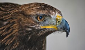 México alberga 22 águilas, especies rapaces diurnas poco abundantes y raras