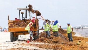 Barreras anti – sargazo en playas de Quintana Roo costarán 200 mdp