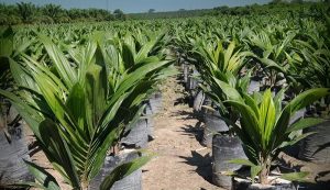 Impulsara SAGARPA viveros de palma en sector social de Campeche