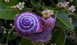 El caracol púrpura da vida a una cultura textil y ecológica