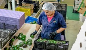 Cultivos mexicanos tienen potencial en el mercado mundial por su calidad y sabor: SAGARPA
