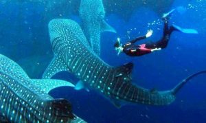 Por qué el tiburón ballena no es de temer