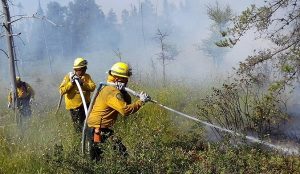 Disminuye superficie arbolada afectada por incendios forestales