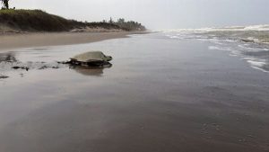 Investiga PROFEPA muerte de tortugas en Chiapas