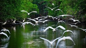 Pantanos de Centla, resguarda los humedales más grandes de Mesoamérica