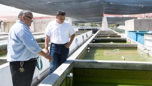 Peces de ornato, alternativa económica para productores yucatecos