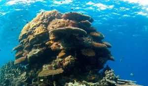 Cambio climático impacta arrecifes, peces y plancton