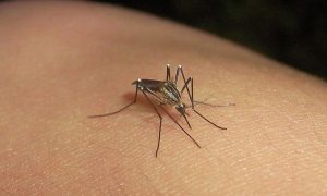 Este año se han registrado 13 casos de dengue clásico en la región de Veracruz