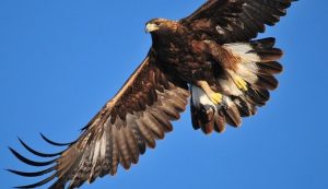 El Águila real extiende sus alas en cielo mexicano