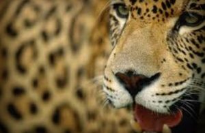Aumenta población de Jaguar en los Petenes