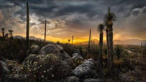Oaxaca y Puebla comparten la Reserva de la Biósfera Tehuacán-Cuicatlán
