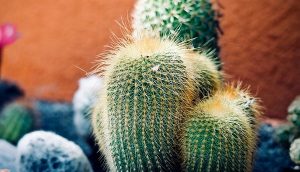 UNAM produce cactus, las plantas del futuro