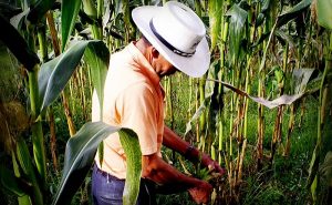 Pagará SAGARPA a productores 56 millones de pesos en Campeche